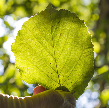 hand holding a green leaf in the forestの写真素材