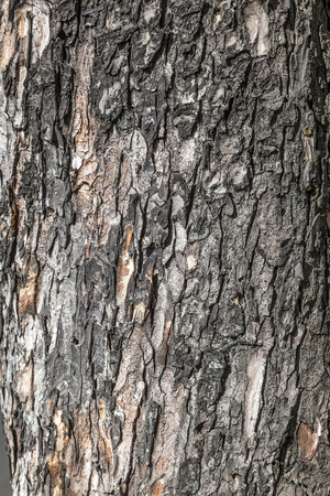 Old Wood Tree Texture Background Pattern