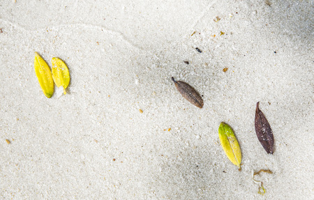 beautiful structures, lines at the beach with arrangement of leaves, stones in harmonic way gives an impression of nature as artistの写真素材