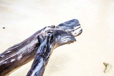 beautiful structured wooden roots at the beach in harmonic way gives an impression of nature as artistの写真素材