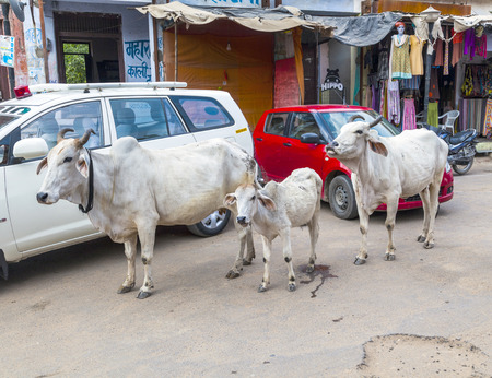 PUSHKAR, INDIA - OCTOBER 20, 2012: cows strolling around in the city of Pushkar, India.  Most Hindus respect the cow for her gentle nature which represents the main teaching of Hinduism, non-injury (ahimsa).のeditorial素材