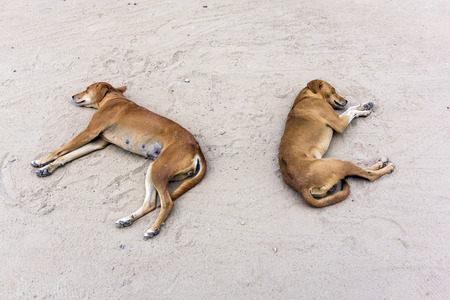 two dogs, male and female, sleeping at the sand in indiaの写真素材