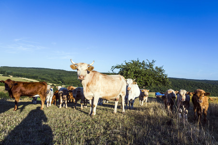 Cows grazing at the green meadow in sunset
