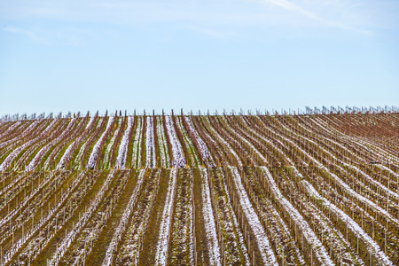 Vineyard in winterの写真素材