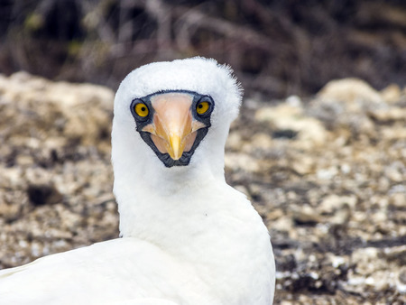 Close up of  masked Boobie at Galapagos islandの写真素材