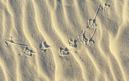 Abstract  background of sand ripples at the beach with prints of birds feetの写真素材