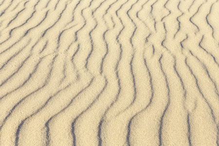 Bird tracks on the sand