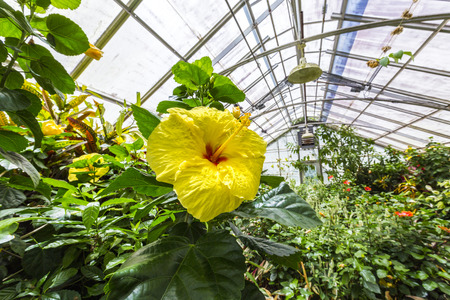 THEODORE, USA - JULY 18, 2013: visit Bellingraths gardens and green house in Theodore, USA. The garden was built in 1917 by Walter Bellingrath.のeditorial素材