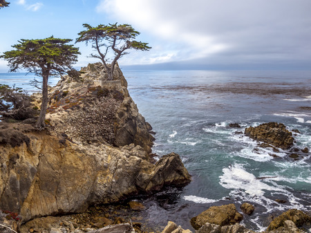 MONTEREY, CALIFORNIA - SEP 21, 2014: Lone Cypress tree view along famous 17 Mile Drive in Monterey. Sources claim it is one of the most photographed trees in North America.のeditorial素材