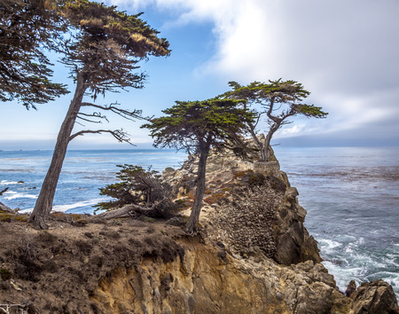 MONTEREY, CALIFORNIA - SEP 21, 2014: Lone Cypress tree view along famous 17 Mile Drive in Monterey. Sources claim it is one of the most photographed trees in North America.のeditorial素材