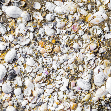 pattern of shells in the water at the sandy beach of baltic sea