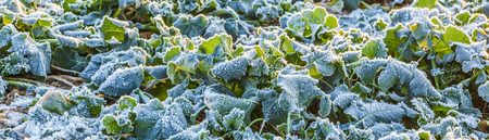 icy leaf of plant in the field in wintertimeの写真素材