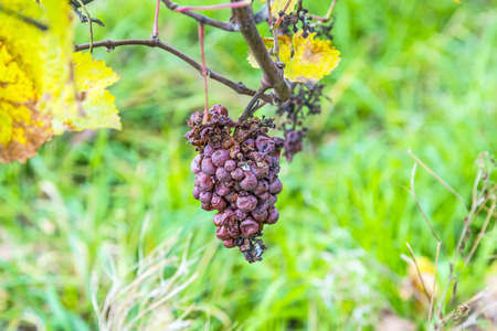 Grape leaves in beautiful light, close-upの写真素材