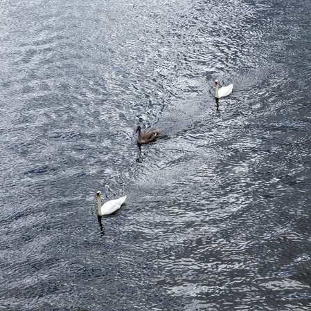 swan with family swims at triver Rhineの写真素材