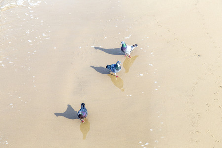 Sea gull bird walking on the sand beachの写真素材