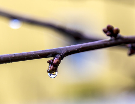 Raindrops on buds of the tree , abstract nature background.