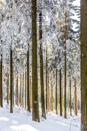 snow covered branches of a tree under blue skyの写真素材