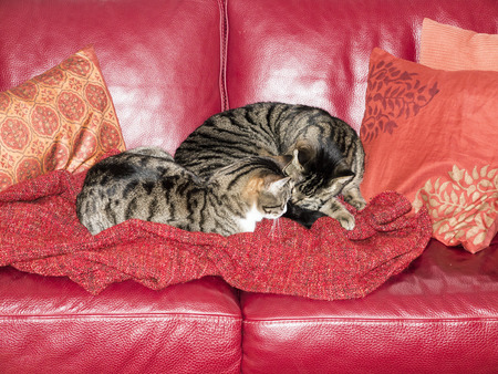 cats cudling together at the red sofaの写真素材