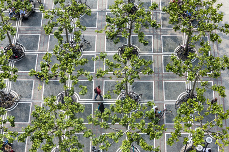 Zeil in Frankfurt with green plane treesの写真素材