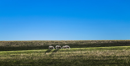 sheeps grazing at the dyke in the Netherlands