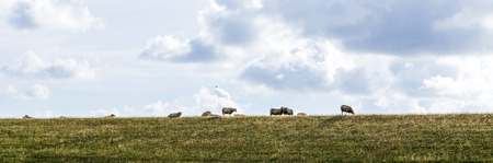 sheeps grazing at the dyke in the Netherlands