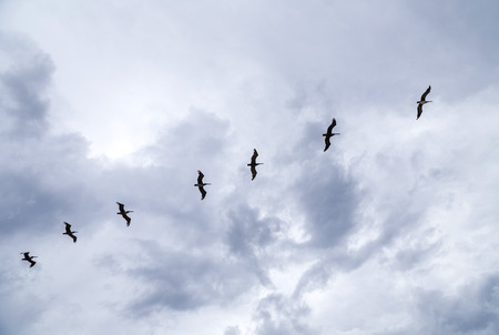 birds flying in heavy rain over the oceanの写真素材