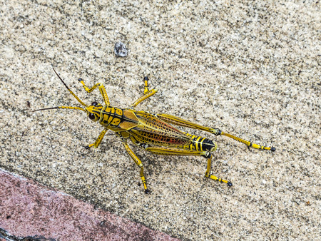 grasshopper on the asphalt of a pavewayの写真素材