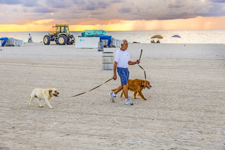 MIAMI, USA - AUG 7, 2013: man in late afternoon walks along south beach with his dogs in Miami, USA....