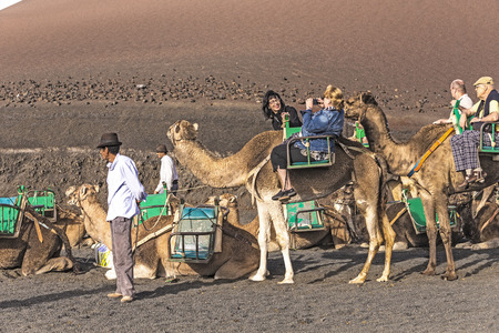 YAIZA, SPAIN - NOV 15, 2014: local camel riding man prepares the camels for a ride with tourists in Yaiza, Spain. Camel riding in Timanfaya is a must for tourists.のeditorial素材