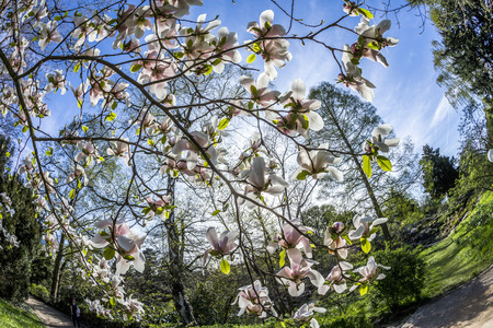 blooming magnolia trees under blue skyの写真素材