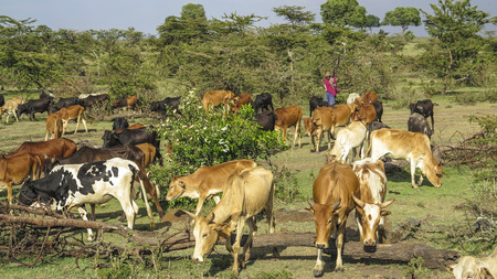 MASAI MARA, KENIA - FEB 25, 2015: shepherd with his grazing cows in Masai Mara, Kenia. The national park is protected by preservers to avoid poaching.のeditorial素材