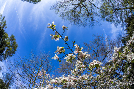 blooming magnolia trees under blue skyの写真素材