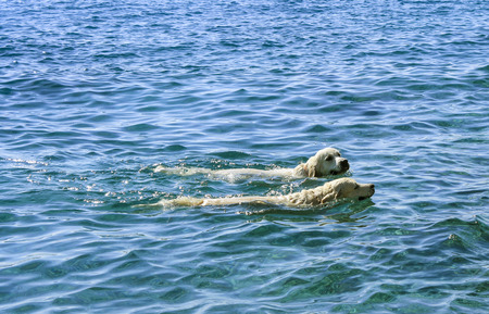 dogs enjoy swimming in the blue oceanの写真素材