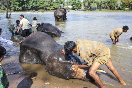 DUNBAR, INDIA - JAN 16, 2010: man washes indian indian elefant in the river in Dunbar, india. The elefants trust their mahuts, the rider of the elefants.のeditorial素材