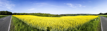 Spring countryside of yellow rapeseed fields in bloom near Usingen