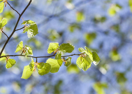 Close-up shot of a branch with young leaves in springの写真素材