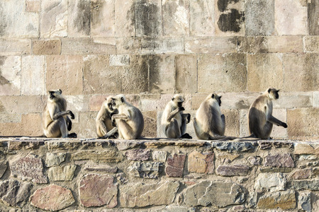 Monkey temple Galwar Bagh in Jaipur, India