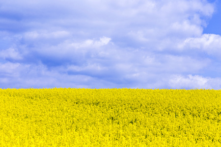 Canola,Oilseed Rape,Biodiesel Cropの写真素材