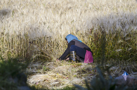 LEH, INDIA - SEP 14, 2014: woman works on the field to cut he corn for harvesting in Leh, India. Leh is the capital of the buddhist province of Ladakh.のeditorial素材