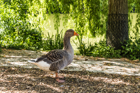 Goose in a green park at a summertimeのeditorial素材