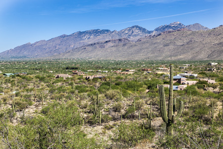 beautiful green cacti in landscape