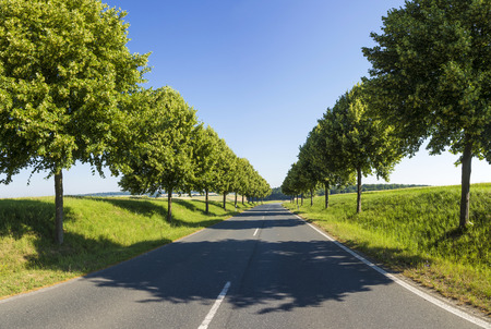 Country road running through a tree alley under blue skyの写真素材