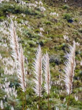Reed flower and hilly green meadow background