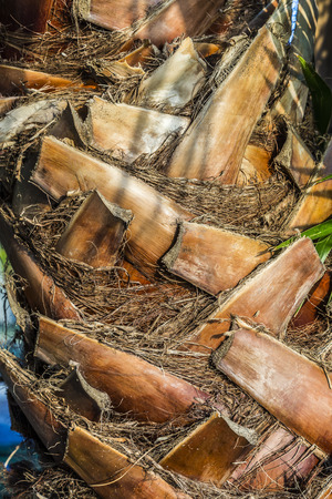 background of old palm trunk in sunset lightの写真素材