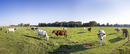 cows grazing at the meadow with green fresh grassの写真素材
