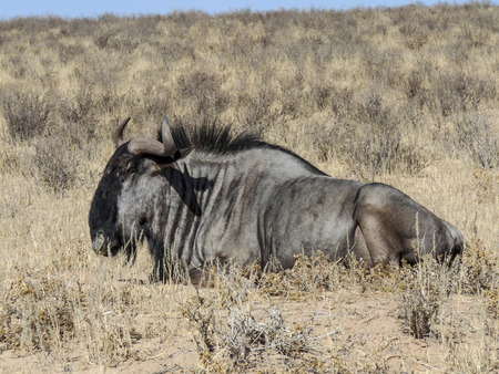 Buffalo in Kgalagadi Transfrontier Park relaxing in midday heatの写真素材