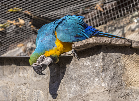 Macaw sitting perched on a bench of a tree