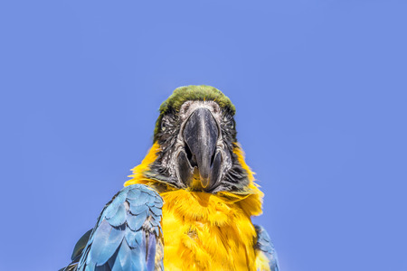 Macaw sitting perched on a bench of a treeの写真素材