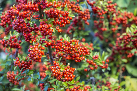 detail of firethorn with red berries