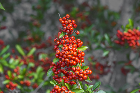 detail of firethorn with red berriesの写真素材